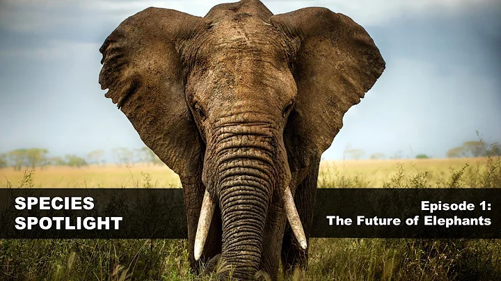 Species Spotlight Episode 1: The Future of Elephan...