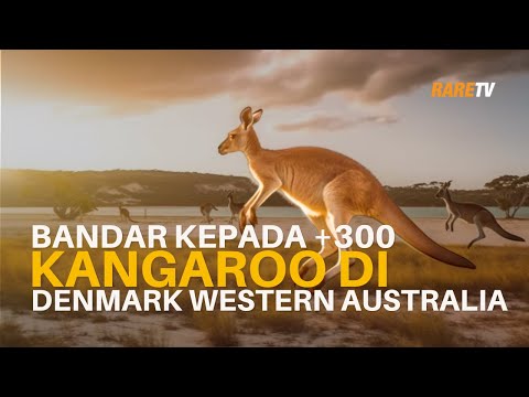 Video: Di mana merasa kecil di negara terbesar di Australia