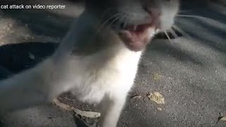 cat attack on video reporter