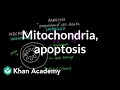 Understanding Mitochondria and Apoptosis