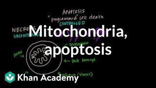 Mitochondria, apoptosis, and oxidative stress | Cells | MCAT | Khan Academy