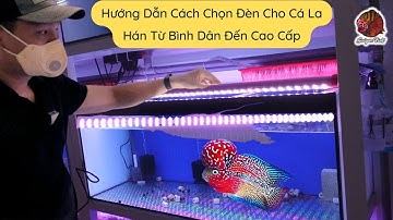 Hướng dẫn cách chọn đèn cho Cá La Hán hiệu quả 99% từ bình dân đến cao cấp