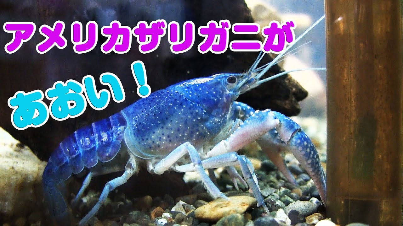 ザリガニ釣り 青いアメリカザリガニ これって食べれるの Crawfish Is Blue Youtube