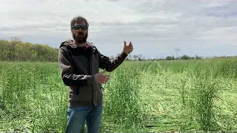 Drilling soybeans into standing cereal rye cover crop in a transitional organic field