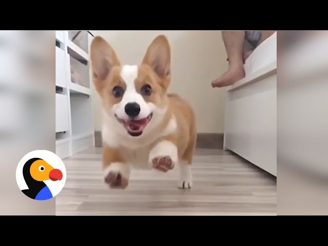 Stol Ren og skær dans 7 Things All Corgi Owners Know | The Dodo - YouTube