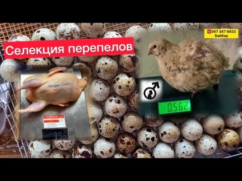 САМЫЙ КРУПНЫЙ ПЕРЕПЕЛ в Украине//Живой вес техасский мясной перепел ...