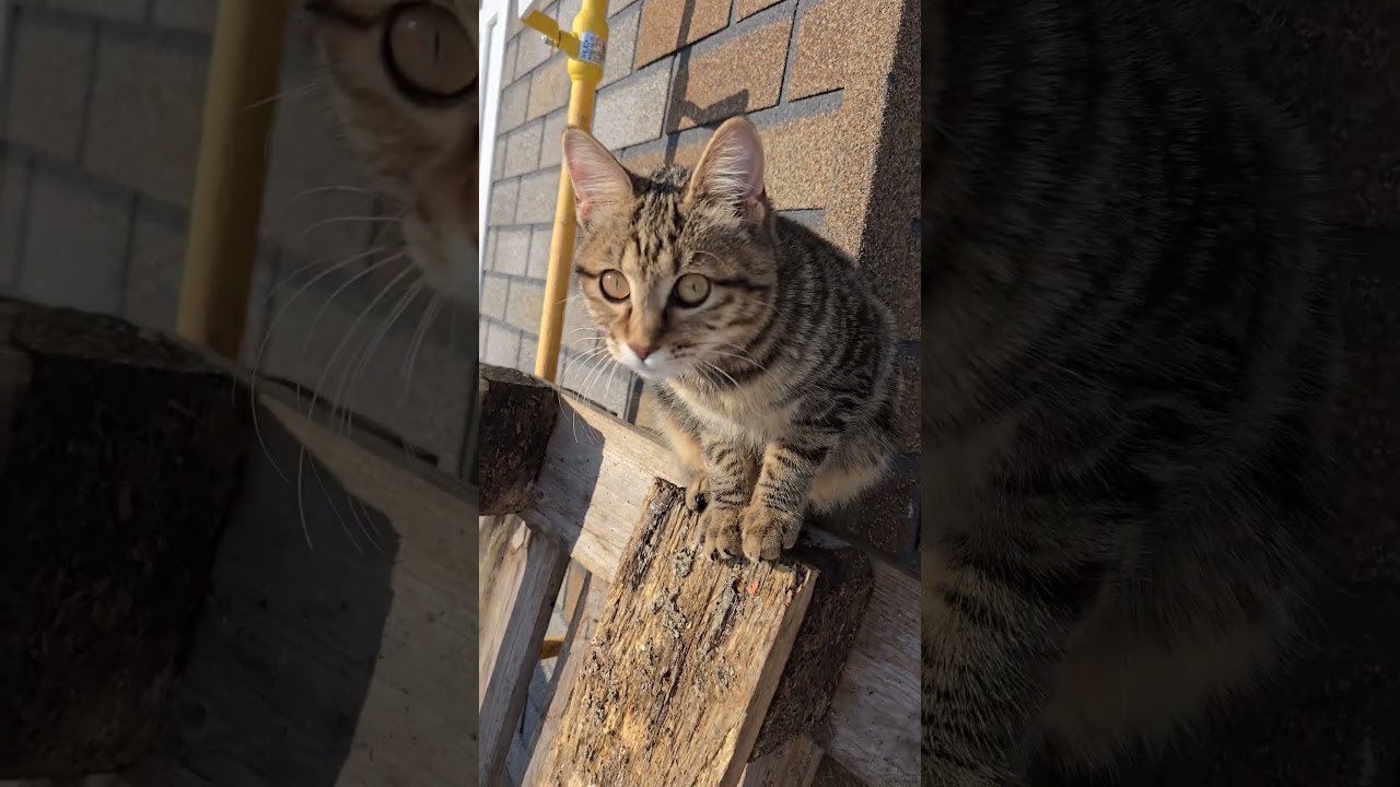 Курильский бобтейл 