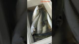 TAIWAN釣魚樂-釣竹夾魚硬尾魚很簡單對的時間對的地點爆咬拉的不要不要
