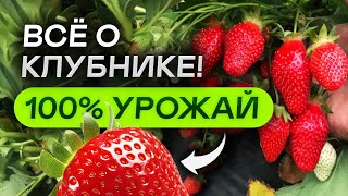 КАК ПРОДЛИТЬ УРОЖАЙ клубники (земляники) до осени! 1 ПРОСТОЙ совет!