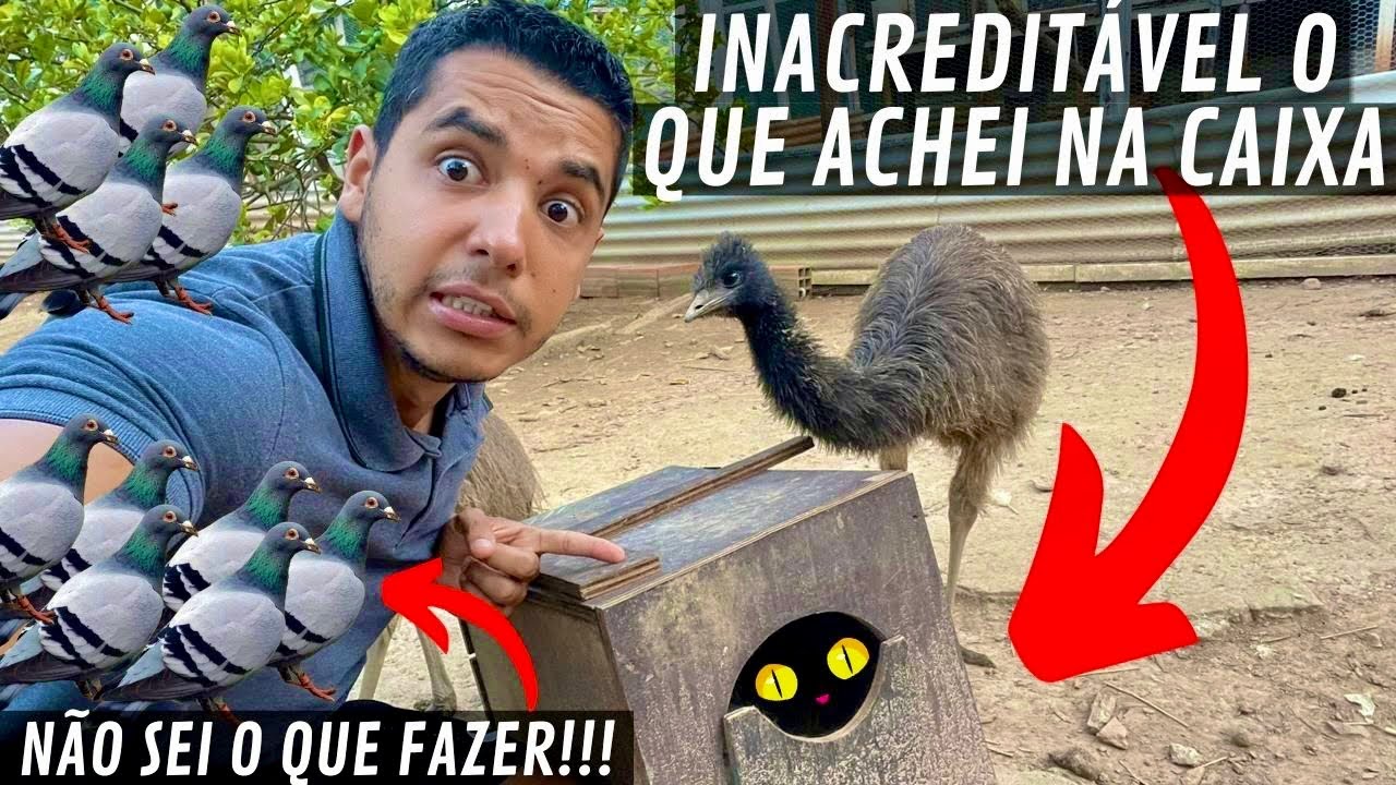 Galinha Cuidando de Gatinhos | Muito Problema com Pombos | Aves Recriar