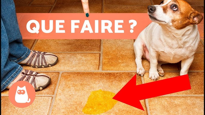 Se débarasser de l'odeur d'urine de chat ou de chien sur un plancher de  bois