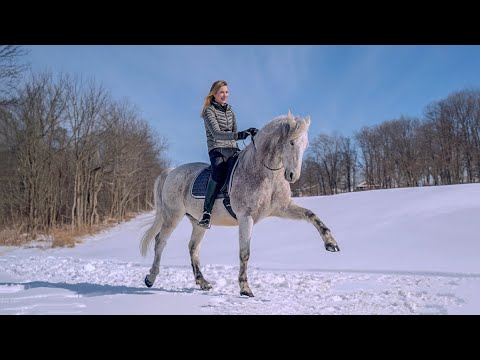 Video: How To Teach A Horse To Walk In Spanish