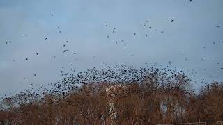 Winter Crow Roost: Full House!