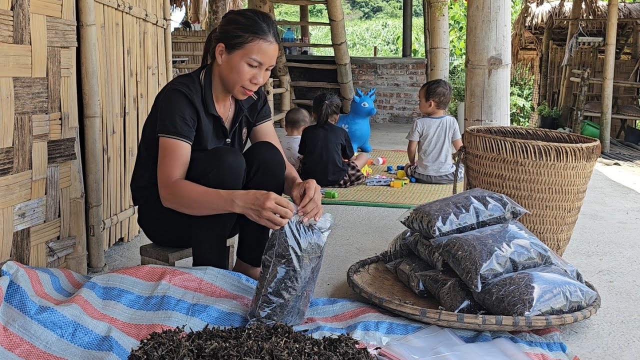 Perilla: A very healthy tea - Vui's dries perilla tea and sells it to consumers.