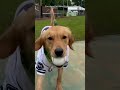Meet Wilma, the Portland Pickles' new bat dog