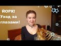 Йоркширский Терьер! Лосьон для глаз! Корм сухой и влажный!