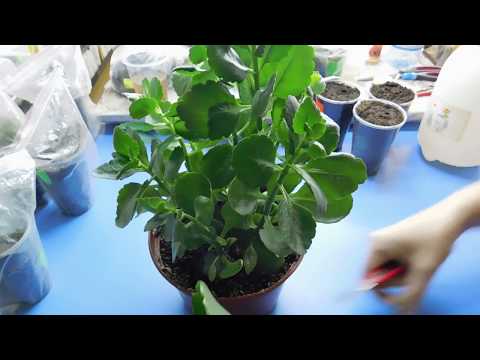 Видео: Как размножаются ростки?