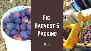 Fresh Fig Harvest \& Packing (in California)