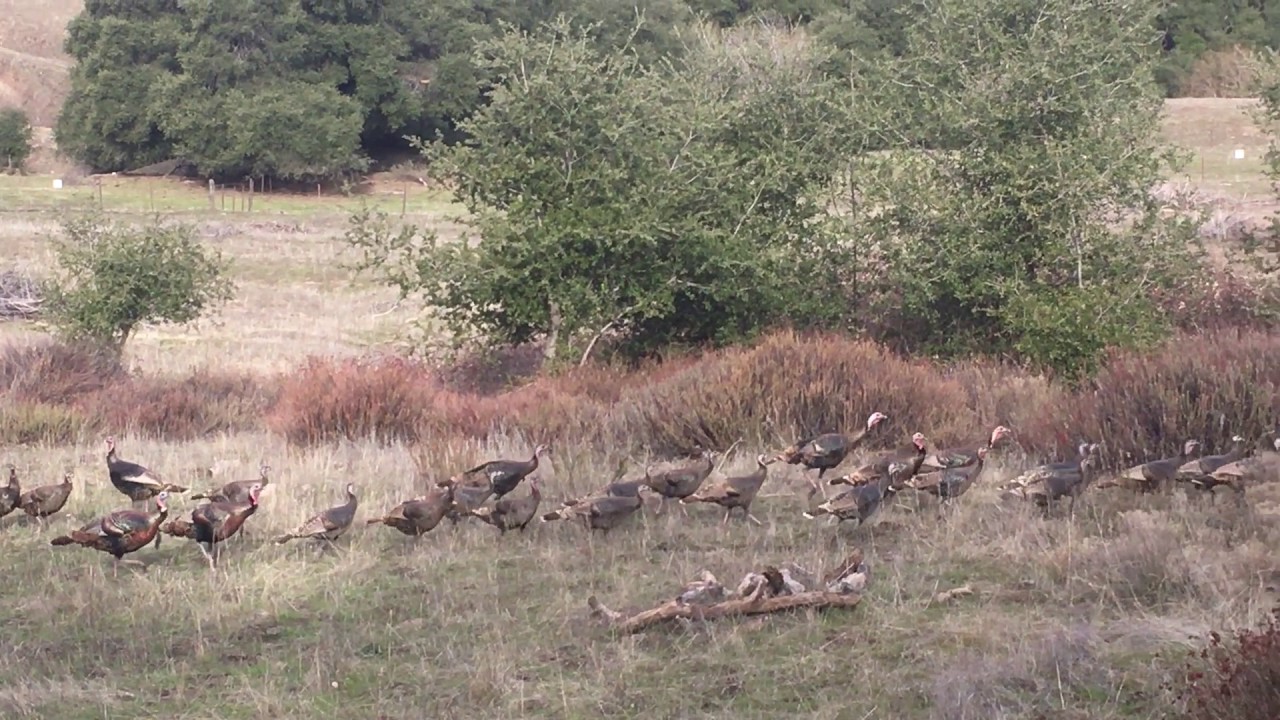 Santa Ysabel Preserve East 2017