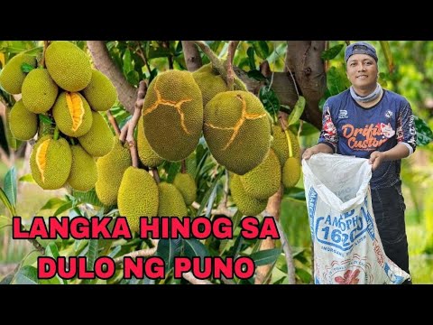 Isang Sakong Gulay Nakuha Natin Sa Kabilang Area Langka Hinog Sa Dulo