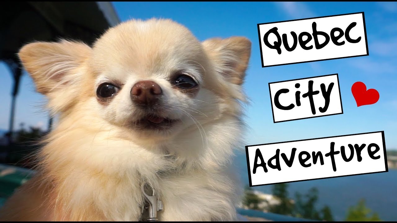 Chihuahua Cedric Explores Quebec City