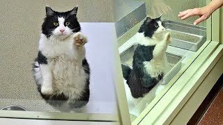 Shelter Cat Pawing At Window, Begging Visitors To Adopt Her
