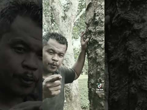 Rodong Aok Ingat Tak Pokok Ini