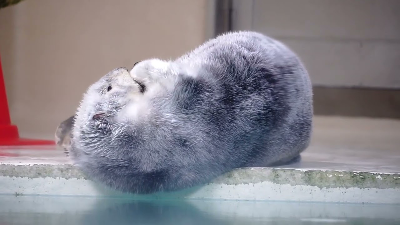 鳥羽水族館 ラッコ メイちゃんの落ちそうで落ちない寝相「私くらいになると余裕よ」