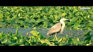 ADVENTURE BOAT TRIP AT LAKE SKADAR