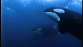 Delphine the orca has to be rescued - twice.