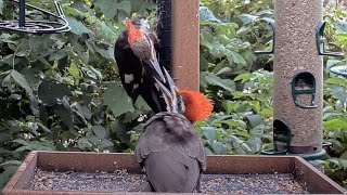 Young Pileated Woodpecker Begs For a Meal from Mom at the Cornell Feeders! | August 7, 2023