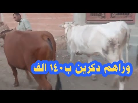 عرض الفرصة الاخيرة بقرتين والدين وراهم دكرين ب١٤٠ الف