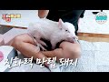 처음보는 PD~ 무릎에 찰싹! 친화력 만렙 돼지 복남이! #주간애니멀 #MSG #생방송오늘저녁MBC 200511방송