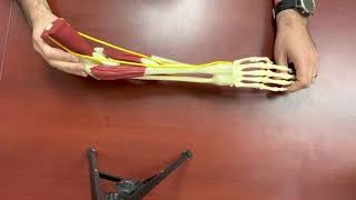 What happens when you hit your “funny bone”