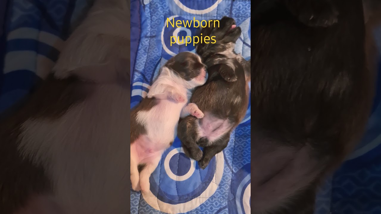 newborn puppies crying YouTube