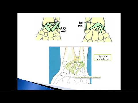 articulation du poignet - Anatomie