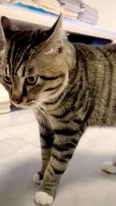 Cat meows in anger to say something
