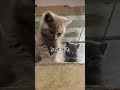 猫神様の世界