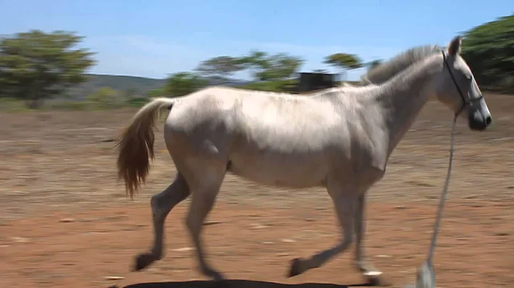Mala Noche - Trot