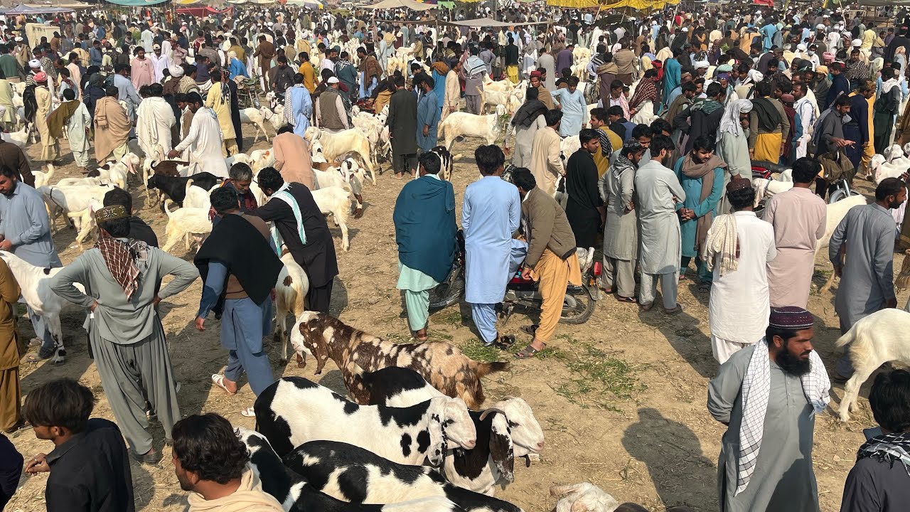23 February 2026 Muhammad Pur Mandi 2026 | Baray Bakray Qurbani 