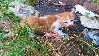 Rescue two tiny kittens on the germy place!
