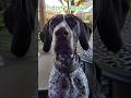 I don't know German Shorthaired Pointer GSP Panzer... 🤔🫣🐶 #shorts #ytshorts #viral #trending