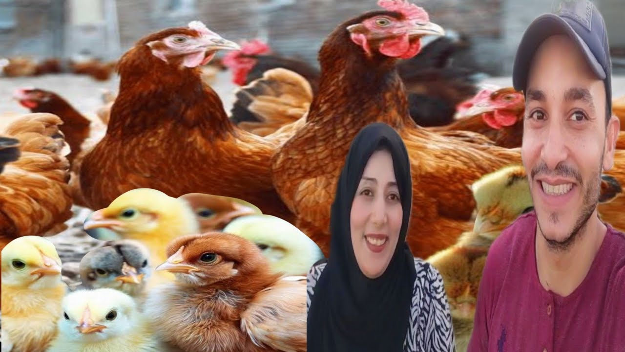اشترى كتكوت عمر يوم ولا فراخ عمر 100 يوم؟ اوعى حد يغشك 