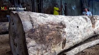 Dünyanın Izlediği Binlerce Teak Ağacı Koleksiyonu