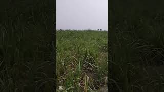 Low Price Agricultural Zameen Land for sale in #sargodha #landforsale #pakistanrealestate #lowprice