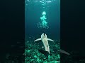 I’m a Shark in the Bermuda Triangle… My GoPro Captured a Glowing Lost Wreck 🦈🌊
