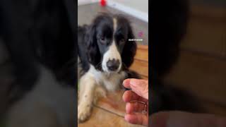 English Springer Spaniel masters his board and train. Leash skills and recall #dog #dogtrainer