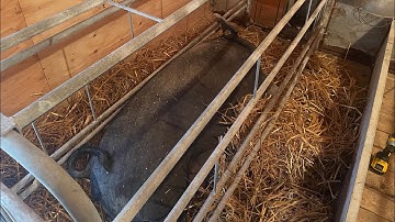 Why We Made the Switch to Farrowing Crates