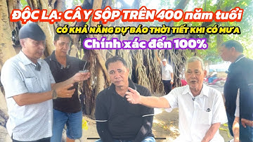 Độc lạ: Cây Sộp trên 400 năm tuổi có khả năng dự báo thời tiết khi có mưa, chính xác đên 100%.