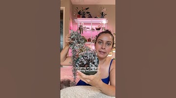 A quick fix for a bald string of hearts #planttips #stringofhearts #planthack